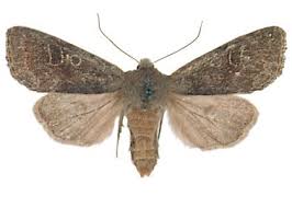 Attēlu rezultāti vaicājumam “Orthosia populeti”