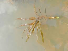 Attēlu rezultāti vaicājumam “Potamogeton rutilus”