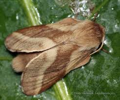 Attēlu rezultāti vaicājumam “Malacosoma castrensis male”