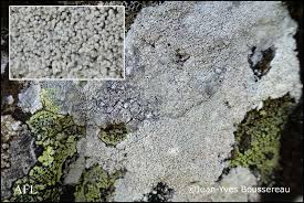 Attēlu rezultāti vaicājumam “Pertusaria coccodes”