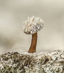 Attēlu rezultāti vaicājumam “Sclerophora farinacea”