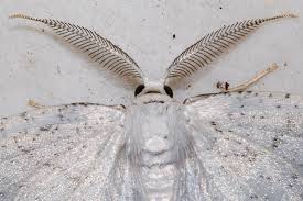 Attēlu rezultāti vaicājumam “Cabera pusaria”