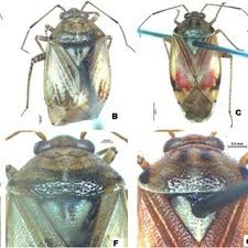 Attēlu rezultāti vaicājumam “Lygus pratensis imago”