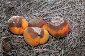 Attēlu rezultāti vaicājumam “Lophozia laxa macro”