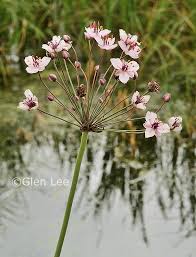 Attēlu rezultāti vaicājumam “Butomus umbellatus flower”