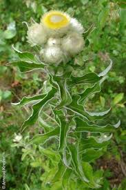 Image result for Helichrysum foetidum