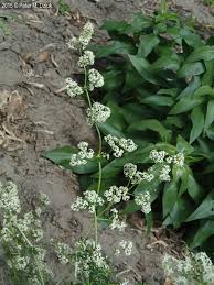 Attēlu rezultāti vaicājumam “Galium schultesii flower”