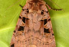 Attēlu rezultāti vaicājumam “Xestia triangulum”