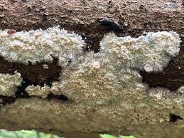 Attēlu rezultāti vaicājumam “Phlebia centrifuga”