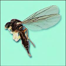 Attēlu rezultāti vaicājumam “Sciaridae”