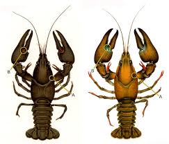 Attēlu rezultāti vaicājumam “Astacus astacus”