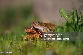 Attēlu rezultāti vaicājumam “Rana temporaria adult”