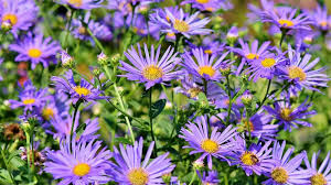 Asters flower