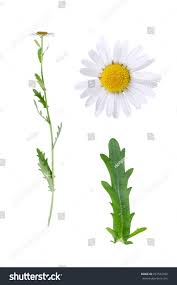 Attēlu rezultāti vaicājumam “Leucanthemum vulgare leaf”