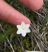Attēlu rezultāti vaicājumam “Trientalis europaea bud”