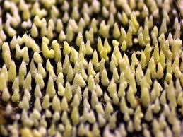 Attēlu rezultāti vaicājumam “Mucronella calva”