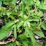 Attēlu rezultāti vaicājumam “Leontodon hispidus leaf”