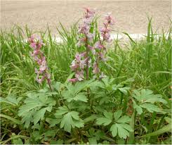 Attēlu rezultāti vaicājumam “Corydalis cava”