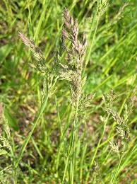 Attēlu rezultāti vaicājumam “Poa pratensis fruit”