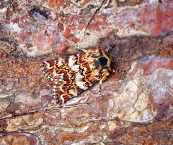 Attēlu rezultāti vaicājumam “Anarta myrtilli larva”