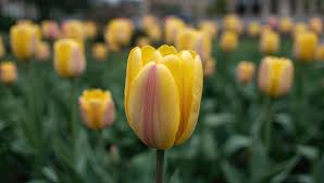 Attēlu rezultāti vaicājumam “Tulipa gesneriana”