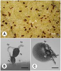 Attēlu rezultāti vaicājumam “Badhamia affinis var. microspora macro”