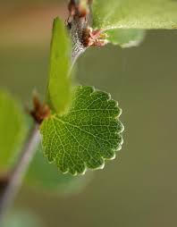 Attēlu rezultāti vaicājumam “Betula nana leaf”