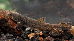 Attēlu rezultāti vaicājumam “Barbatula barbatula”