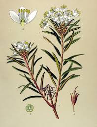 Attēlu rezultāti vaicājumam “Ledum palustre flower”