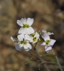 Attēlu rezultāti vaicājumam “Cardaminopsis arenosa flower”