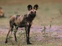 Cape Hunting Dog in Chobe National Park Photographic Print by ...