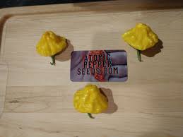 Afbeeldingsresultaat voor yellow mushroom hot pepper