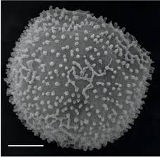 Attēlu rezultāti vaicājumam “Comatricha meandrispora macro”