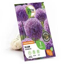 Image result for Zierlauch