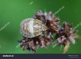 Attēlu rezultāti vaicājumam “Eurygaster testudinaria nymph”