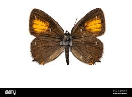 Attēlu rezultāti vaicājumam “Satyrium ilicis underside”