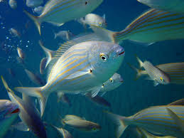 Image result for Sarpa salpa