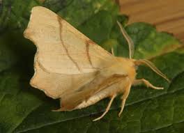 Attēlu rezultāti vaicājumam “Ennomos erosaria”