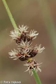 Attēlu rezultāti vaicājumam “Schoenoplectus lacustris subsp. glaucus bud”