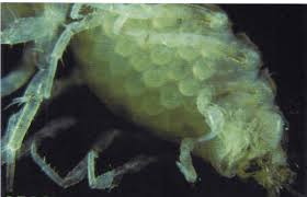 Attēlu rezultāti vaicājumam “Asellus aquaticus”