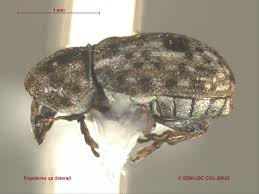 Attēlu rezultāti vaicājumam “Anthribidae”