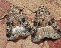 Attēlu rezultāti vaicājumam “Protodeltote pygarga”