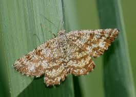 Attēlu rezultāti vaicājumam “Ematurga atomaria”