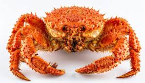 Image result for Cancer pagurus