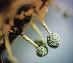 Attēlu rezultāti vaicājumam “Physarum pseudoalexandrowiczii macro”