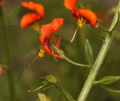 Image result for Alonsoa liniflora