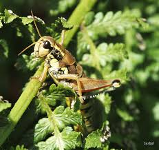 Attēlu rezultāti vaicājumam “Podisma pedestris”