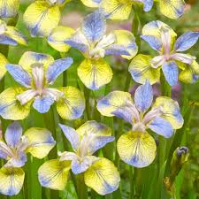 Attēlu rezultāti vaicājumam “Iris sibirica flower”