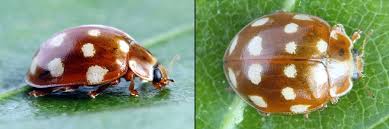 Attēlu rezultāti vaicājumam “Calvia quatuordecimguttata”