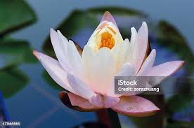 Attēlu rezultāti vaicājumam “Nymphaea alba flower”